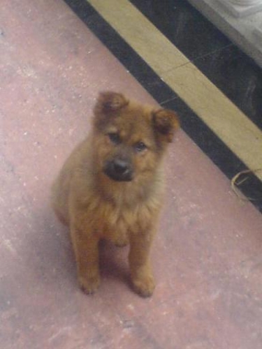 ��,���Ҫ��������,���Ұڸ�Ư��pose