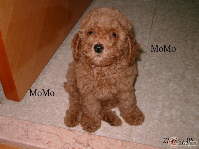 ��߹󸾣�̩���ܣ�